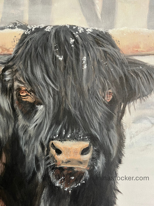 Bull Steady - Print