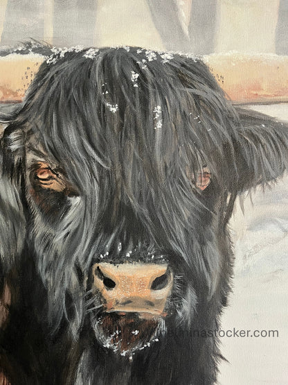 Bull Steady